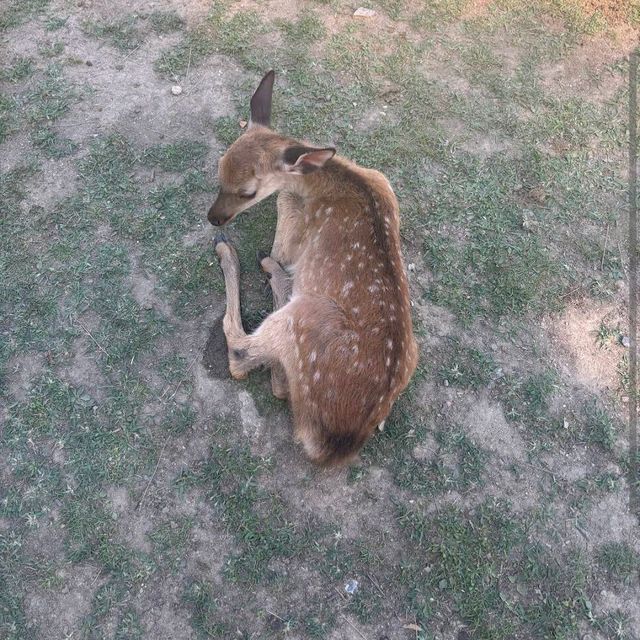 Nara Deer Park – Nara📍 Destination: Nara, Japan💴 Budget: Free park access + ~$2 for deer crackers
