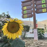 A Desert Park Like No Other 
