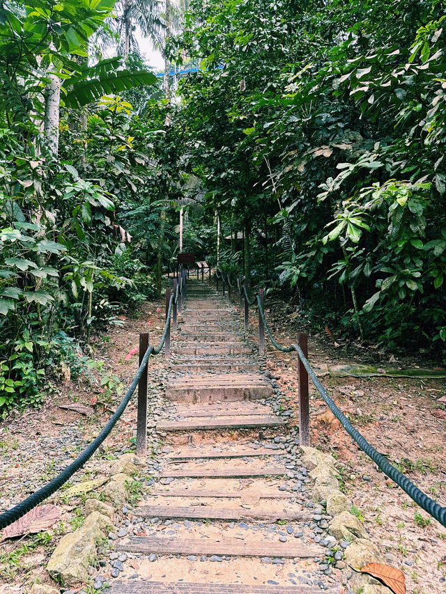 Walking Above the Trees at Forest Skywalk, Kepong