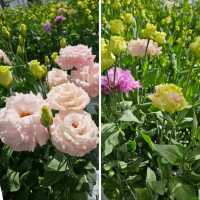 花と緑に包まれる、愛媛県花き総合指導センター🌸🌿