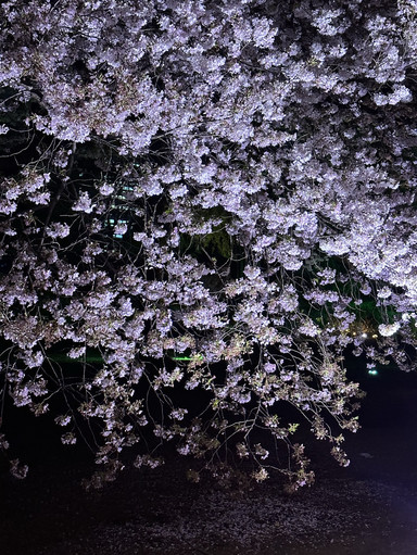🌸 NAKED 桜の新宿御苑｜デジタルと桜が融合する夜のお花見 | Trip.com