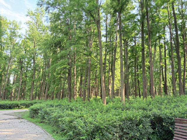 🌳【上海隱藏的“綠野仙蹤”!共青森林公園:城市中心的天然氧吧,隨手一拍就是森林大片!】🌳  🌳【上海隱藏的“綠野仙蹤”!共青森林公園:城市中心的天然氧吧,隨手一拍就是森林大片!】🌳