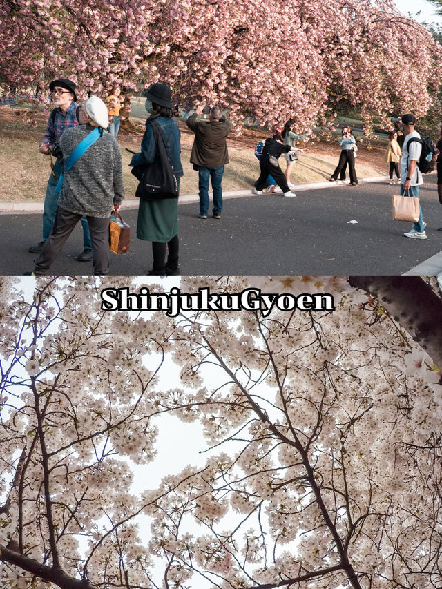 ShinjukuGyoen 