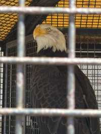 🇯🇵 Shirahama Adventure World Zoo Day🦒