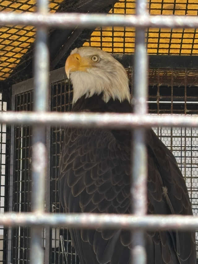 🇯🇵 Shirahama Adventure World Zoo Day🦒 🇯🇵 Shirahama Adventure World Zoo Day🦒