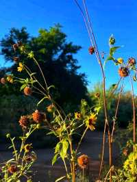🌵 Desert Botanical Garden – A Living Treasure in Phoenix 🇺🇸