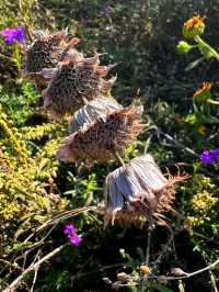 🌵 Desert Botanical Garden – A Living Treasure in Phoenix 🇺🇸