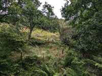 Rold Skov