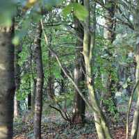 Danes Wood – Woodland Charm in Killerton Estate, Devon