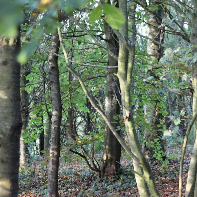 Danes Wood – Woodland Charm in Killerton Estate, Devon