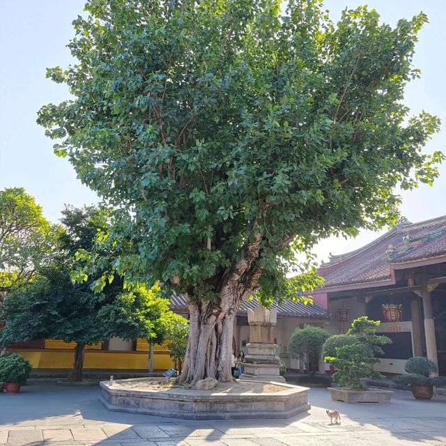 潮州千年古剎開元寺｜鬧市中的清靜禪意，感受嶺東文化底蘊