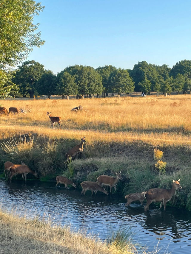 Nature Meets City🌳