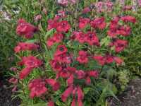 Dunedin Botanic Garden