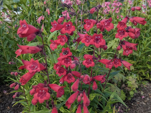 Dunedin Botanic Garden Dunedin Botanic Garden