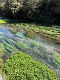 Putaruru Blue Spring (Te Waihou Walkway)