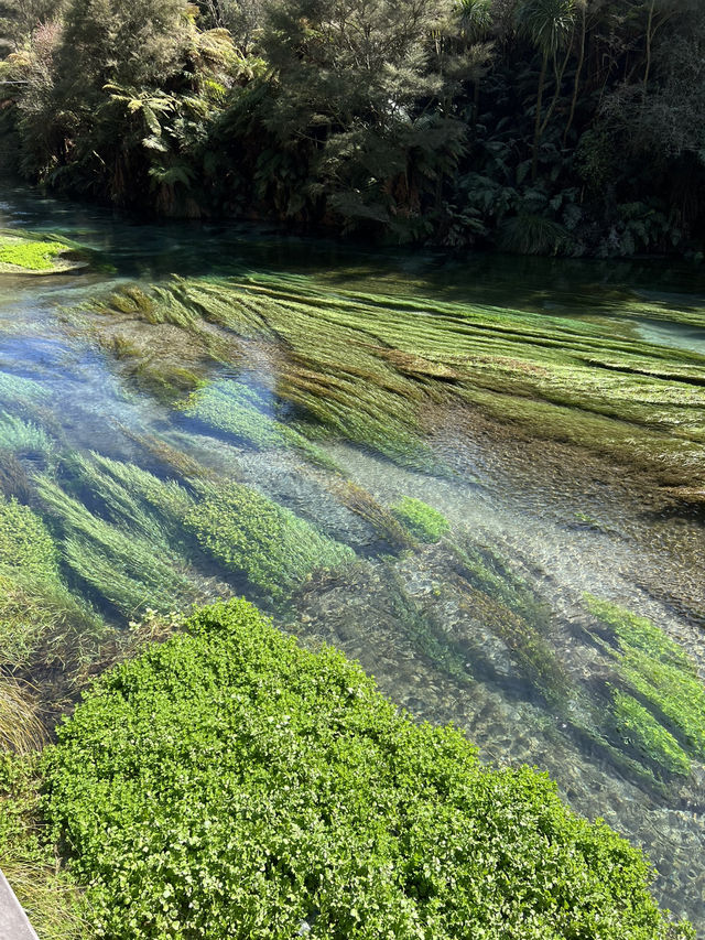 Putaruru Blue Spring (Te Waihou Walkway)