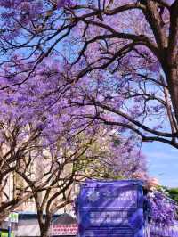 Flower Bloom