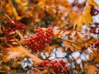 Walking into Arrowtown of New Zealand