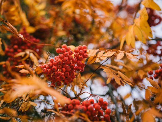 Walking into Arrowtown of New Zealand Walking into Arrowtown of New Zealand