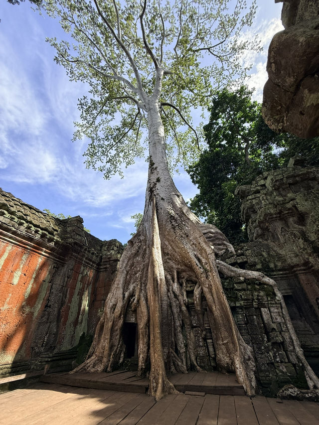 Angkor Wat Glow🌅   Angkor Wat Glow🌅