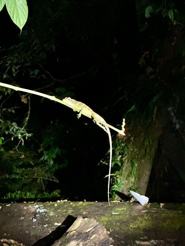 1StopBorneo Wildlife - Malaysia 