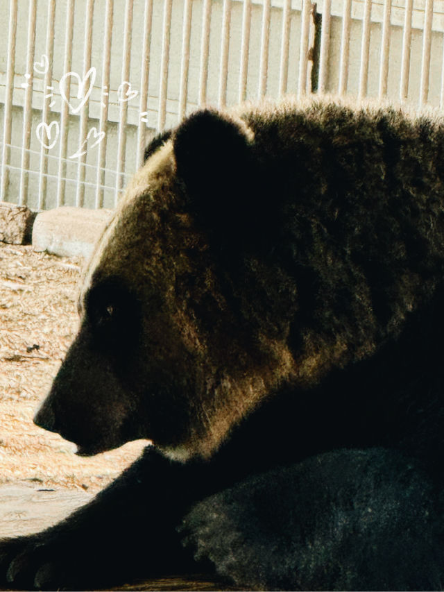 🐻✨【熊熊揮手Say Hi!】登別熊牧場親子放電大冒險!纜車上山睇靚景、餵熊熊互動超有趣、仲有鴨仔賽跑同小熊萌爆登場~一家大細一齊出發,開心又放電!  🐻✨【熊熊揮手Say Hi!】登別熊牧場親子放電大冒險!纜車上山睇靚景、餵熊熊互動超有趣、仲有鴨仔賽跑同小熊萌爆登場~一家大細一齊出發,開心又放電!