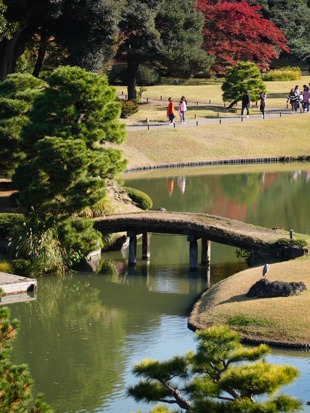 江戸期を代表する大名庭園 雪吊りと紅葉のリフレは絶景! 江戸期を代表する大名庭園 雪吊りと紅葉のリフレは絶景!
