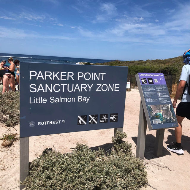 Quokka Paradise Found