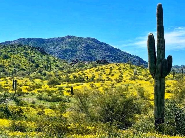 🏜️ Estrella Mountain Regional Park – Arizona’s Desert Escape