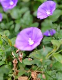 Autumn Whispers: The Floral Beauty of Kuirau Park