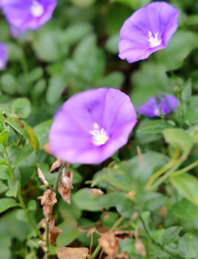 Autumn Whispers: The Floral Beauty of Kuirau Park