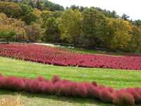 北海道秘境✨由仁花園3.2萬株地膚草鋪成秋日絨毯