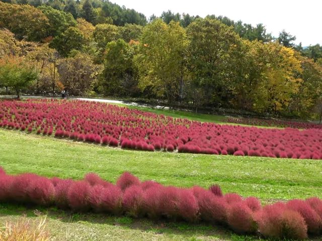 北海道秘境✨由仁花園3.2萬株地膚草鋪成秋日絨毯