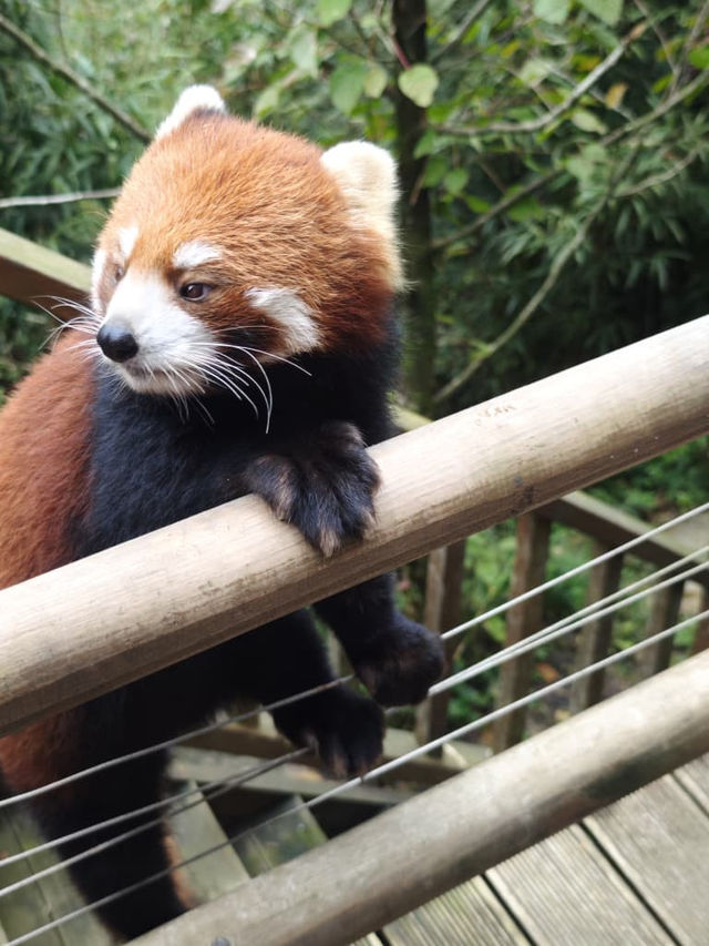 Panda Valley (Good Alternative to Chengdu Research Base of Giant Panda Breeding)