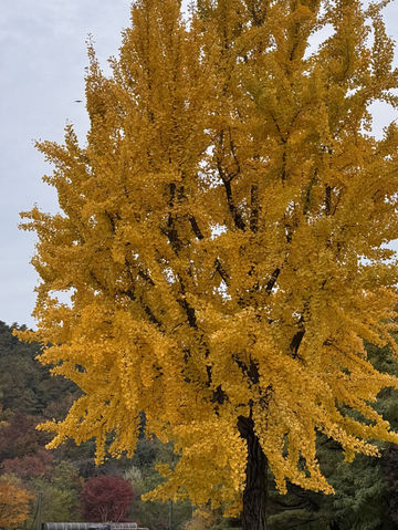 Beauty of K-Autumn 🥹