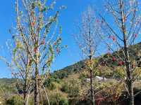 A Mountain Retreat Shrouded by Bamboo