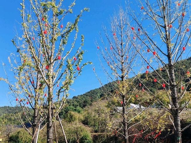 A Mountain Retreat Shrouded by Bamboo