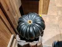 Pumpkin Kitchen: Sweetness and Warmth in Autumn
