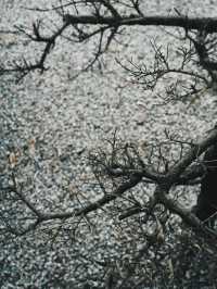 台中 預約制 日式侘寂 庭園餐廳