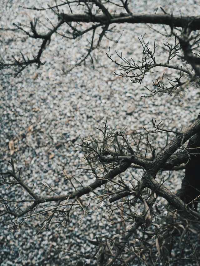 台中 預約制 日式侘寂 庭園餐廳
