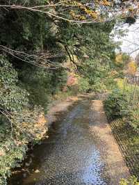 Inuyama Autumn Walk🍁