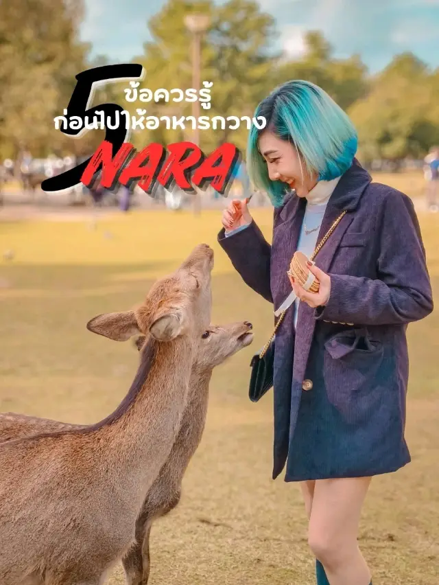 5 things you should know before feeding deer in Nara 🦌