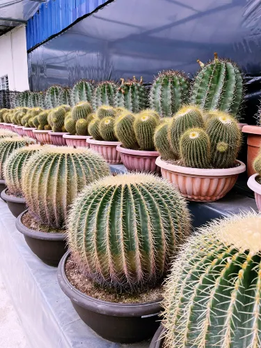 Negeri Kaktus di Dataran Tinggi Cactus Point. | Trip.com Brinchang