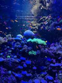 Singapore Oceanarium: Dive Into an Underwater Wonderland 🦈✨