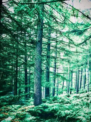 Oshtoran Kooh's Oak Cliff and the Lorestan Moss Forest: 3,900 m of Zagros Endemicseasytravelpost #O