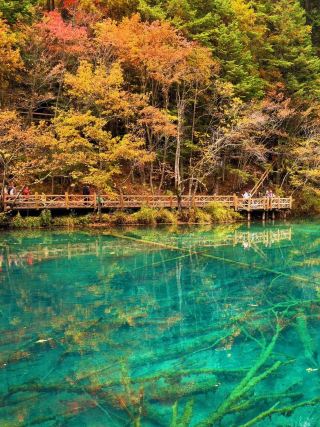 Sichuan’s Peak Autumn: Standing Inside Nature’s Masterpiece in Jiuzhaigou Valley