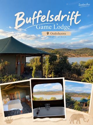 🦒 Buffelsdrift Game Lodge — นอนเต็นท์หรูท่ามกลางซาฟารีใน Oudtshoorn

ถ้าการมา Oudtshoorn ไม่ได้อยากแค่เที่ยวฟาร์มนกกระจอกเทศ แต่ยังอยากสัมผัสบรรยากาศแบบ African Safari ด้วย ที่พักอย่าง Buffelsdrift Game Lodge เป็นอีกแห่งที่ทำให้การพักค้างคืนกลายเป็นส่วนหนึ่งของการเดินทาง

ตัว Lodge ตั้งอยู่ห่างจาก Oudtshoorn ประมาณ 6.5 กิโลเมตร บริเวณเชิงเขา Swartberg ในพื้นที่ Klein Karoo และมีผืนน้ำขนาดประมาณ 5 เฮกตาร์อยู่ใจกลางพื้นที่พัก ทำให้บรรยากาศรอบ ๆ แตกต่างจากโรงแรมทั่วไปอย่างชัดเจน 

🏕️ เต็นท์กลางธรรมชาติ แต่ข้างในสบายมาก

ที่นี่เป็น Luxury Tented Accommodation ตัวเต็นท์ตั้งอยู่บนพื้นไม้ ให้ความรู้สึกเหมือนกำลังพักอยู่ในแคมป์กลางแอฟริกา แต่ภายในมีทั้งเตียง King หรือ Twin ห้องน้ำในตัว เครื่องปรับอากาศ มินิบาร์ และสิ่งอำนวยความสะดวกครบ

โดยเฉพาะ Luxury Waterhole Tent ที่อยู่ติดริมน้ำ มีระเบียงส่วนตัวสำหรับนั่งพักและชมสัตว์บริเวณ waterhole ได้จากหน้าที่พักเลย 

จากภาพที่พัก บรรยากาศจะออกแนวเรียบง่ายและกลมกลืนกับธรรมชาติ ไม่ได้ตกแต่งหรูแบบโรงแรมในเมือง แต่ความพิเศษอยู่ที่การเปิดประตูออกมาแล้วเจอภูเขา พุ่มไม้ และพื้นที่ธรรมชาติรอบตัว

🌄 วิว Swartberg Mountains

ช่วงเช้าและช่วงเย็นคือช่วงที่วิวสวยเป็นพิเศษ แสงจะค่อย ๆ เปลี่ยนไปบนแนวภูเขาและผืนดินของ Klein Karoo ขณะที่บริเวณ waterhole กลายเป็นจุดที่นั่งชมธรรมชาติได้แบบสบาย ๆ

ถ้าเลือกห้องที่อยู่ใกล้น้ำ ก็สามารถนั่งบน deck พร้อมเครื่องดื่มเย็น ๆ แล้วรอดูสัตว์ที่เข้ามาบริเวณริมน้ำได้ 

🐘 ที่พักที่มีกิจกรรมแบบ Safari จริง ๆ

Buffelsdrift ไม่ได้มีดีแค่ที่พัก เพราะมีกิจกรรมอย่าง Bush Safari, Meerkat Safari และ Elephant Experience รวมถึงกิจกรรมชมสัตว์ในพื้นที่ของ Lodge ด้วย โดยทาง Lodge ระบุว่าสามารถพบสัตว์หลายชนิด รวมถึงช้าง ยีราฟ แรด และสัตว์ป่าอื่น ๆ 

ทำให้ที่นี่เหมาะกับการพักอย่างน้อยหนึ่งคืน เพราะช่วงเวลาที่น่าสนใจไม่ได้มีแค่ตอนกลางวัน แต่บรรยากาศตอนเช้าและช่วงพระอาทิตย์ใกล้ตกก็เป็นส่วนสำคัญของประสบการณ์

📍 ทำเลดีสำหรับเที่ยว Oudtshoorn

อีกข้อดีคือทำเลอยู่บนเส้นทางไป Cango Caves และห่างจากตัว Oudtshoorn เพียงประมาณ 6.5 กิโลเมตร จึงสามารถใช้เป็นฐานสำหรับเที่ยวสถานที่ต่าง ๆ ในบริเวณนี้ได้สะดวก 

Buffelsdrift Game Lodge จึงให้ความรู้สึกเหมือนเอา “ที่พัก + ซาฟารี + วิวภูเขา” มารวมไว้ในที่เดียว เป็นอีกหนึ่งประสบการณ์ที่ทำให้การเดินทางผ่าน Oudtshoorn มีความเป็นแอฟริกามากขึ้นกว่าการพักโรงแรมในเมืองทั่วไป

ภาพถ่ายจากต้นฉบับที่ถ่ายด้วยตัวเอง

#Oudtshoorn #Buffelsdrift #GameLodge #Safari #SouthAfrica