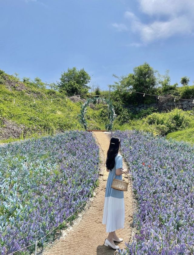 보라색 꽃 가득한 원주 카페 ‘사진정원’ 💜
