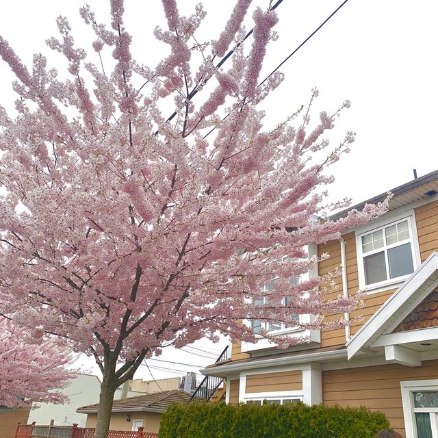 加拿大櫻花樹