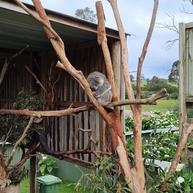 Phillip Island Wildlife Park 🇦🇺